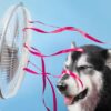 how to survive a heatwave