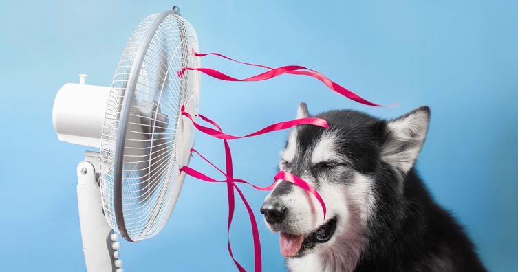 dog next to desk fan