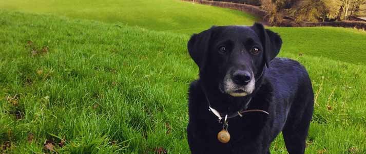 university pet therapy dog walking